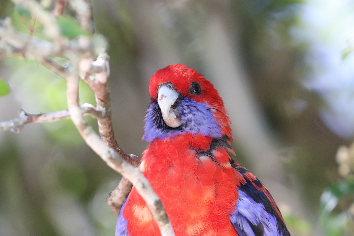 Crimson Rosella - ML646277695
