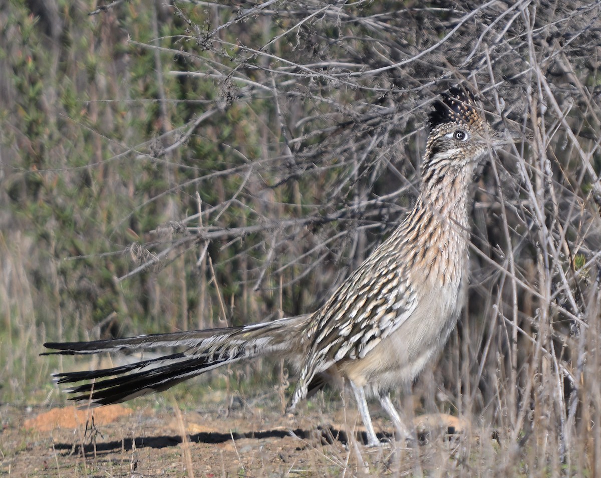 Greater Roadrunner - ML646277696