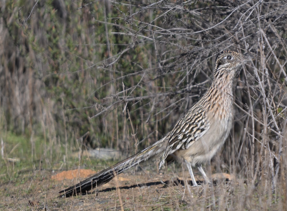 Greater Roadrunner - ML646277697