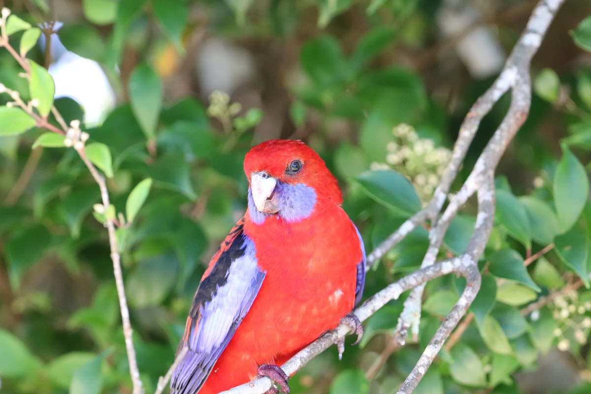 Crimson Rosella - ML646277698