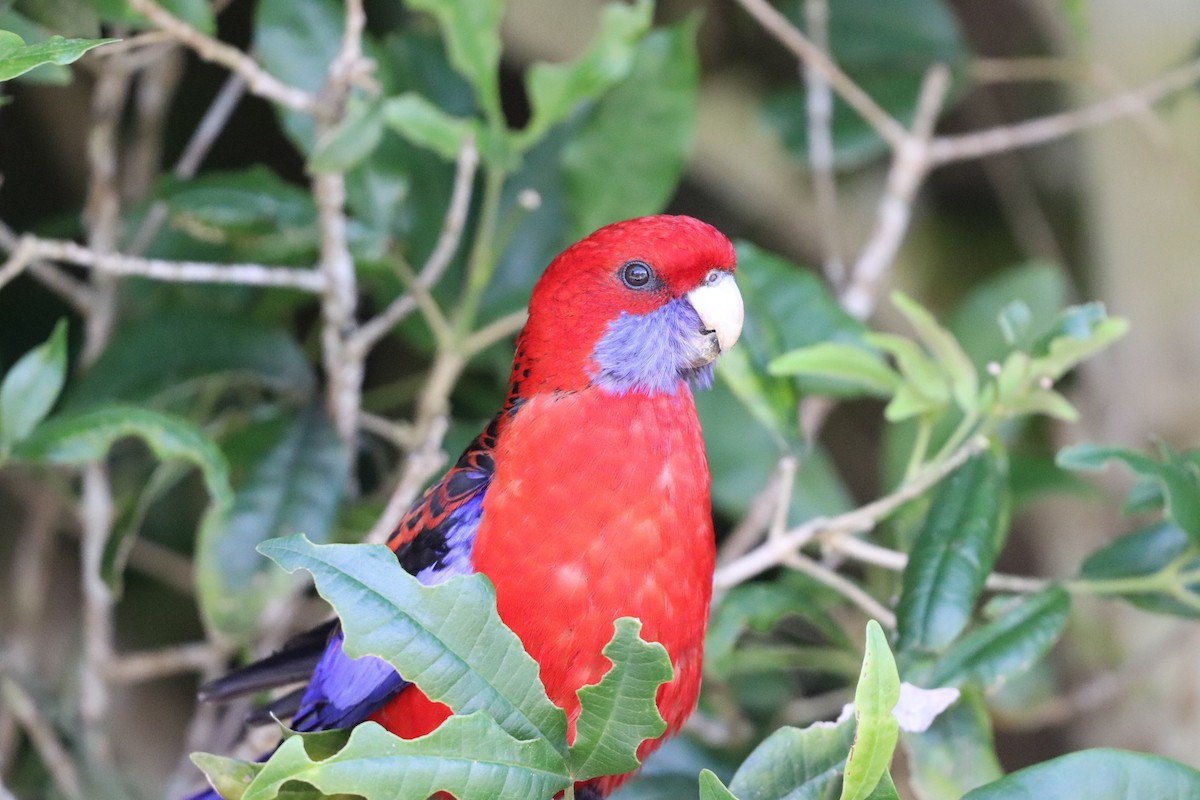 Crimson Rosella - ML646277699