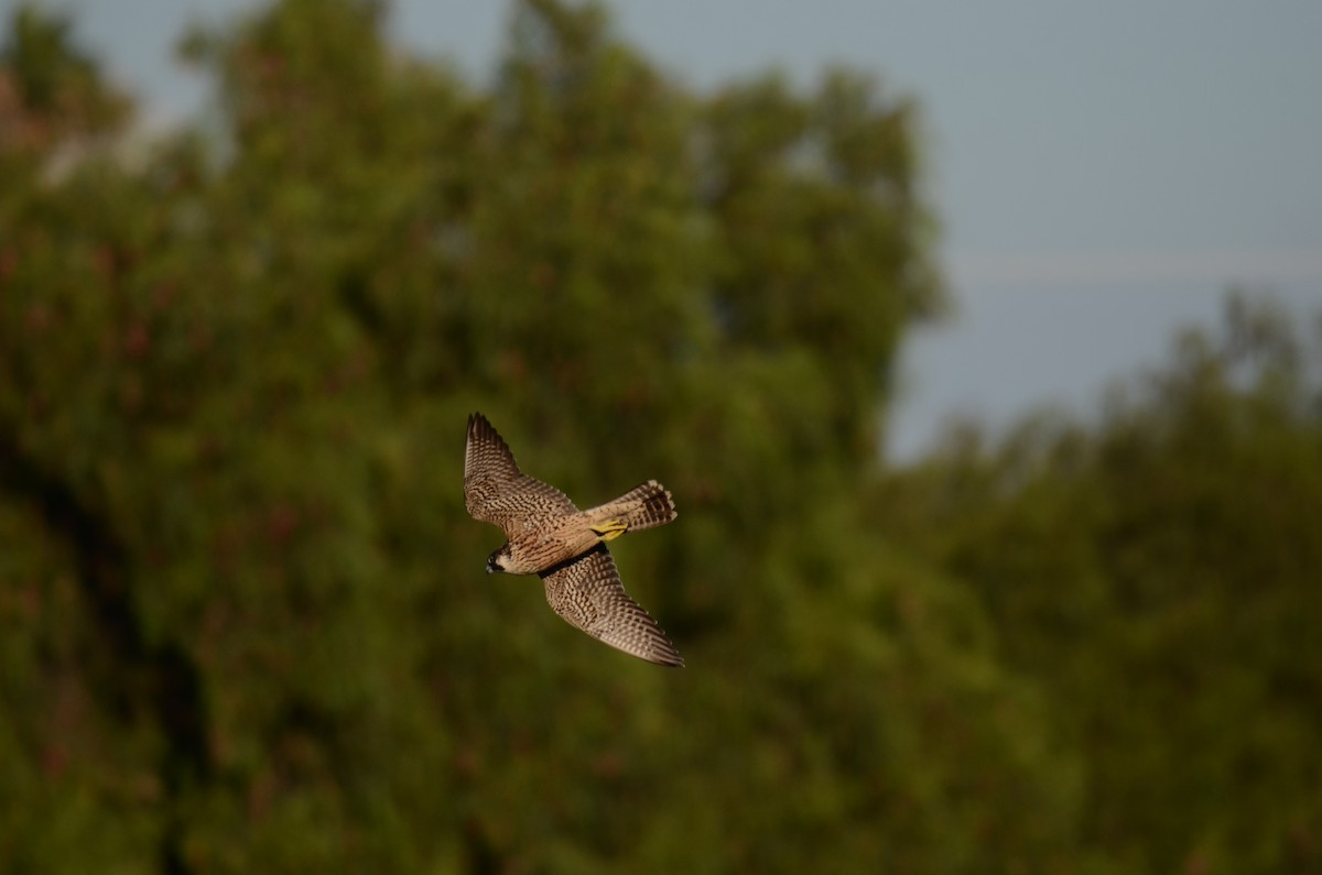 sokol stěhovavý - ML646277703