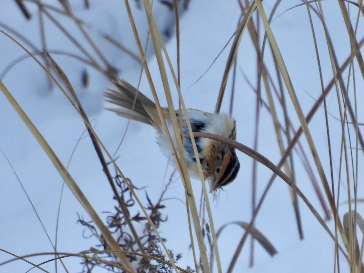 Leconteammer - ML646277705