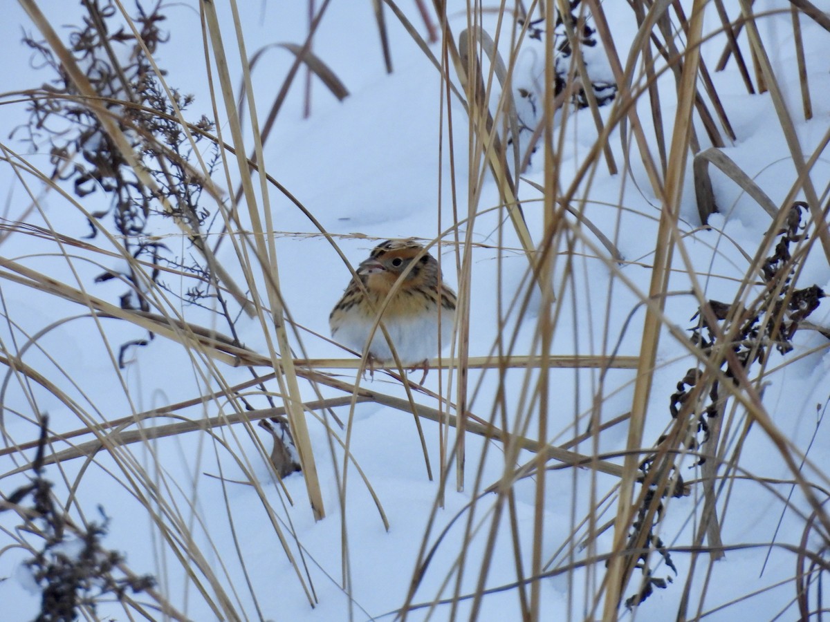 Leconteammer - ML646277706