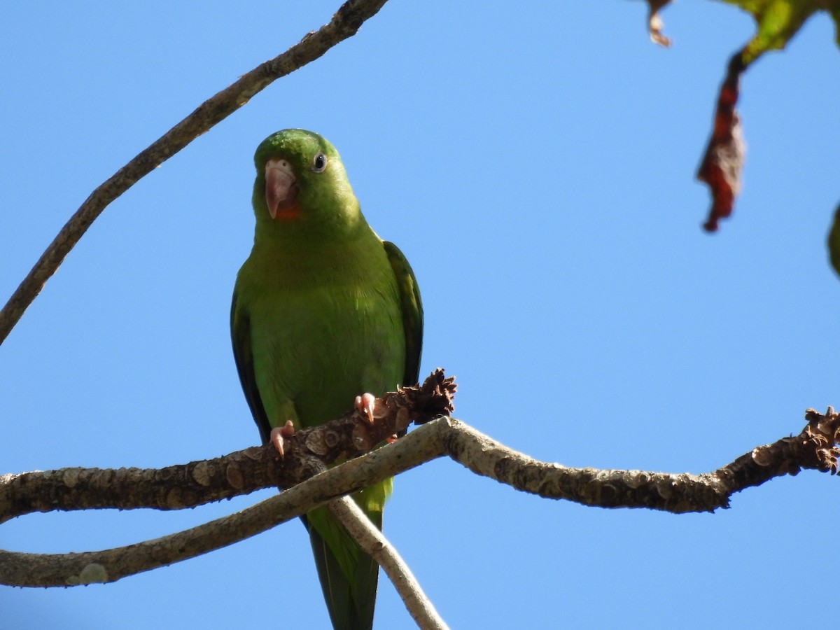 Orange-chinned Parakeet - ML646277707