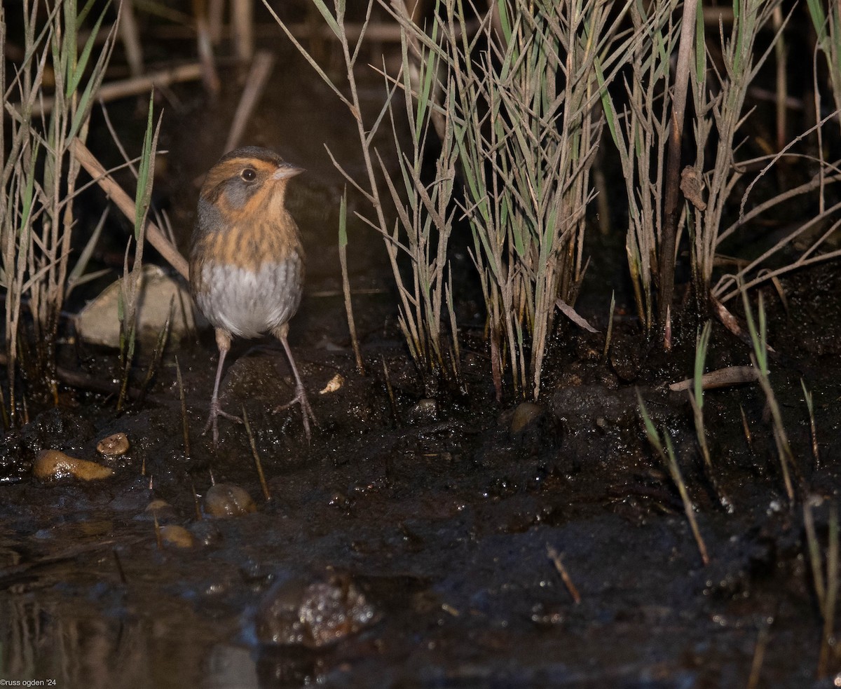 Nelson's Sparrow - ML646277708