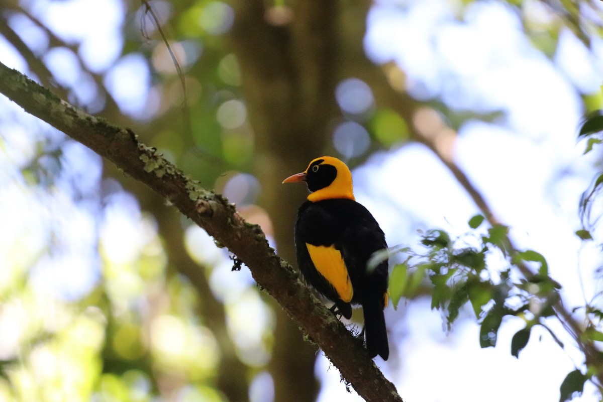 Regent Bowerbird - ML646277709