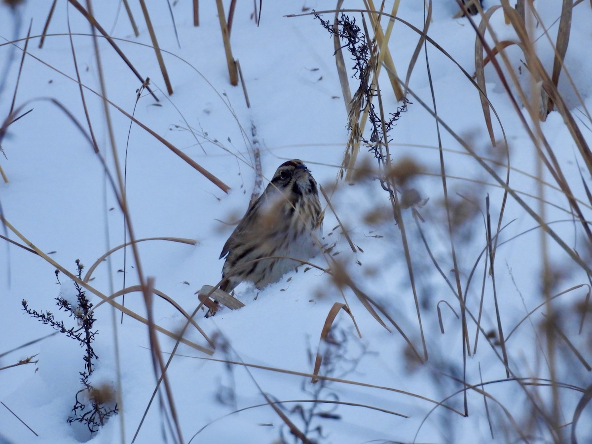 Singammer - ML646277710