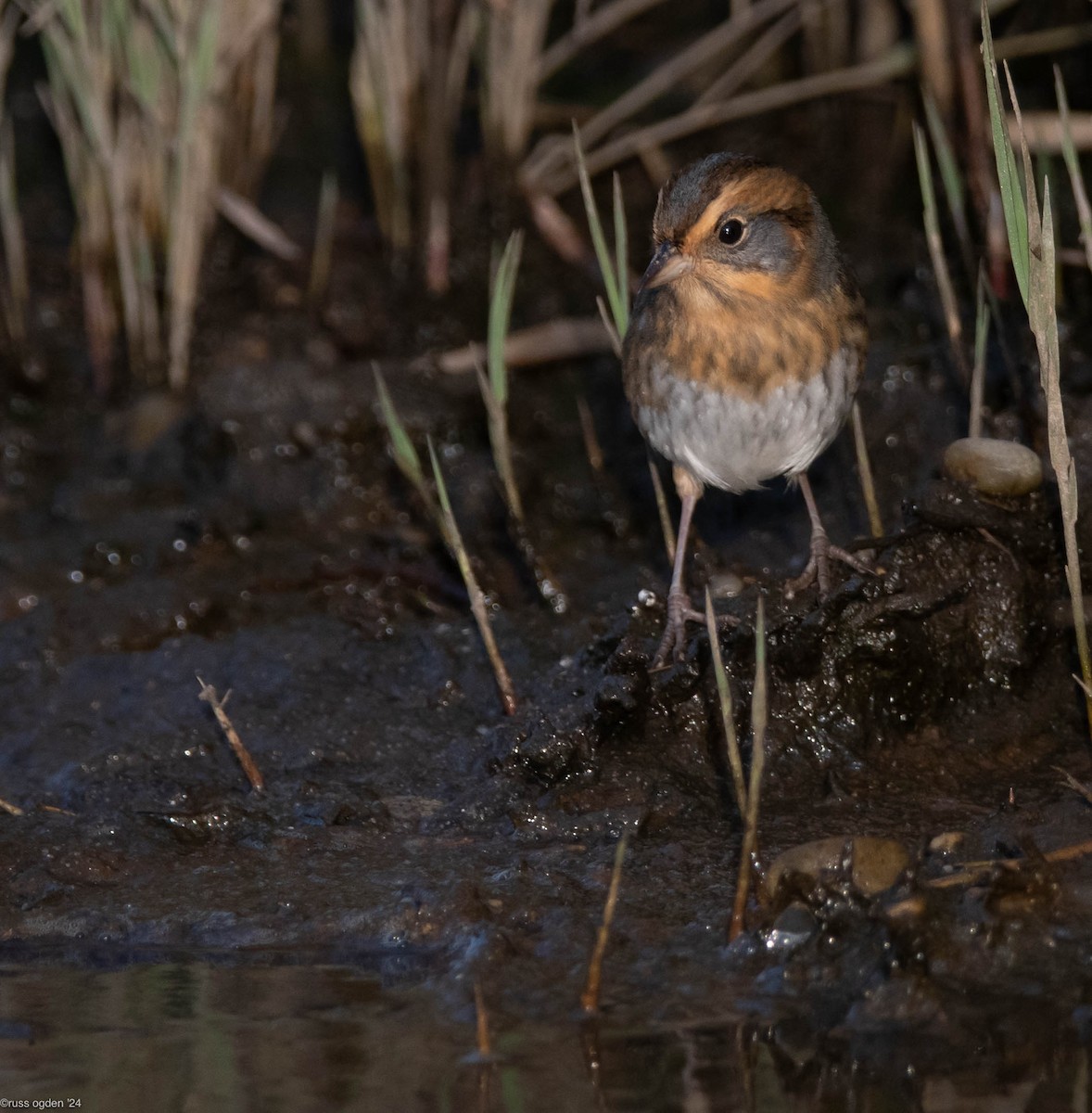 Nelson's Sparrow - ML646277711