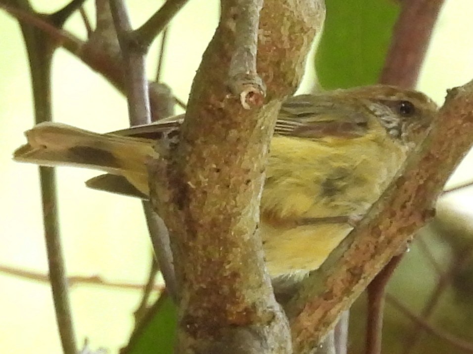 Striated Thornbill - ML646277716