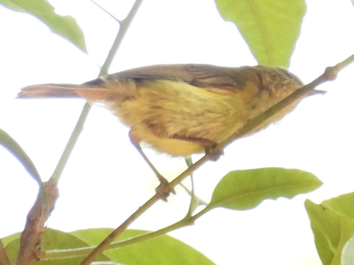 Striated Thornbill - ML646277717