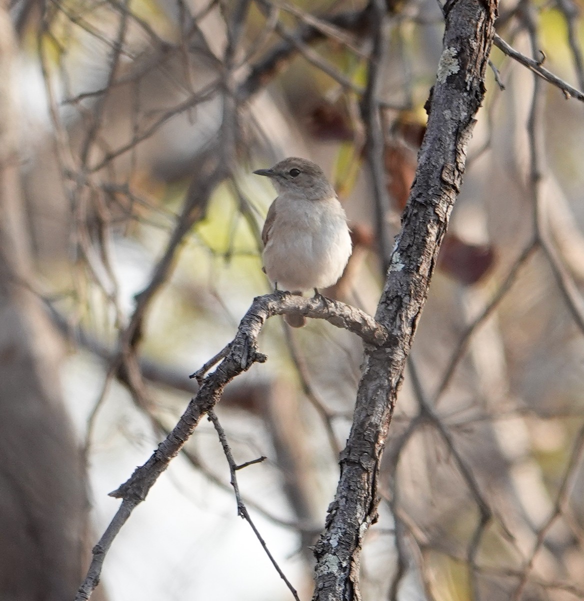 Pale Flycatcher - ML646277718