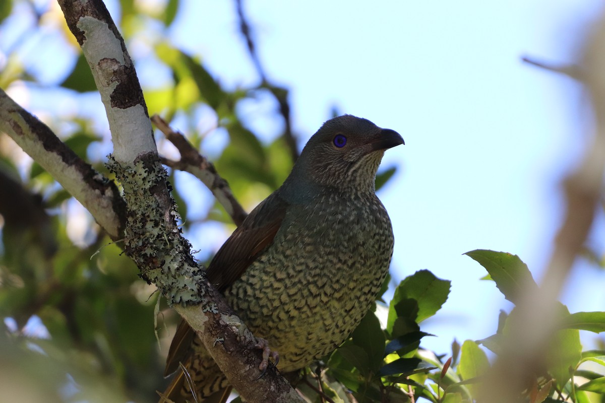 Satin Bowerbird - ML646277719