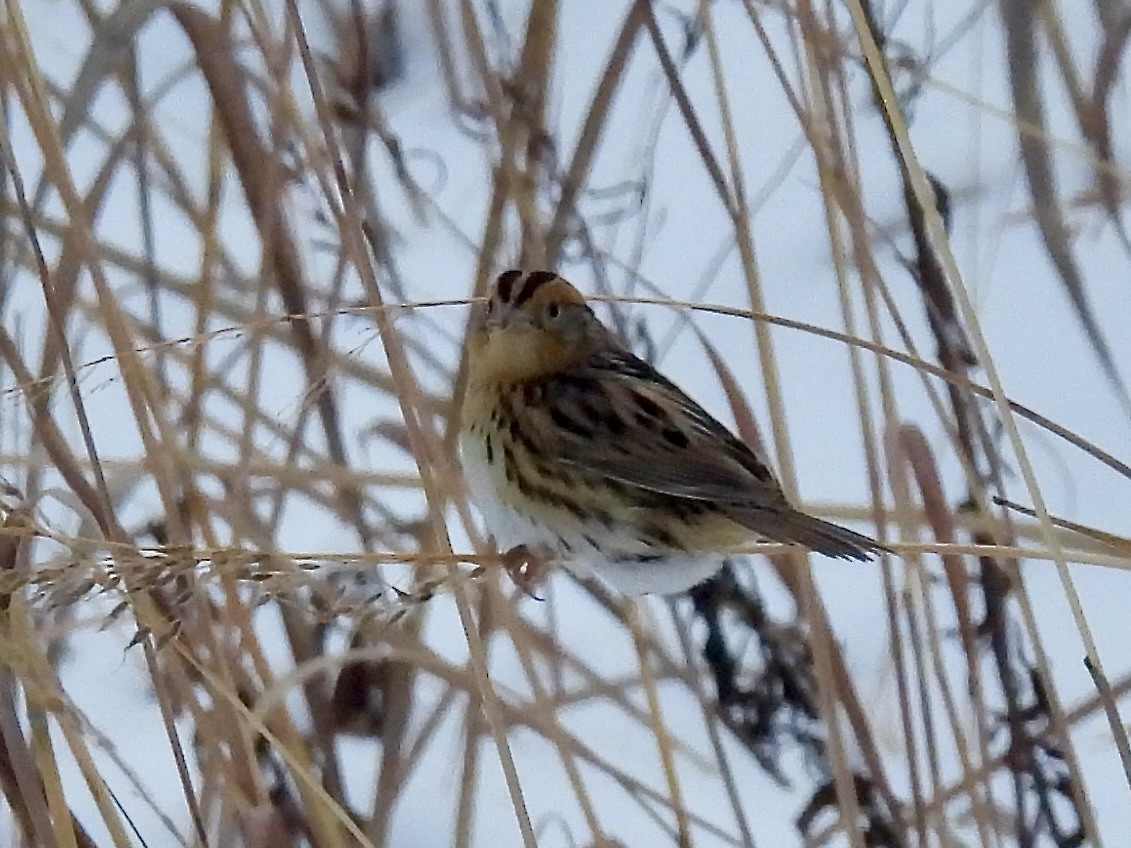 Leconteammer - ML646277721