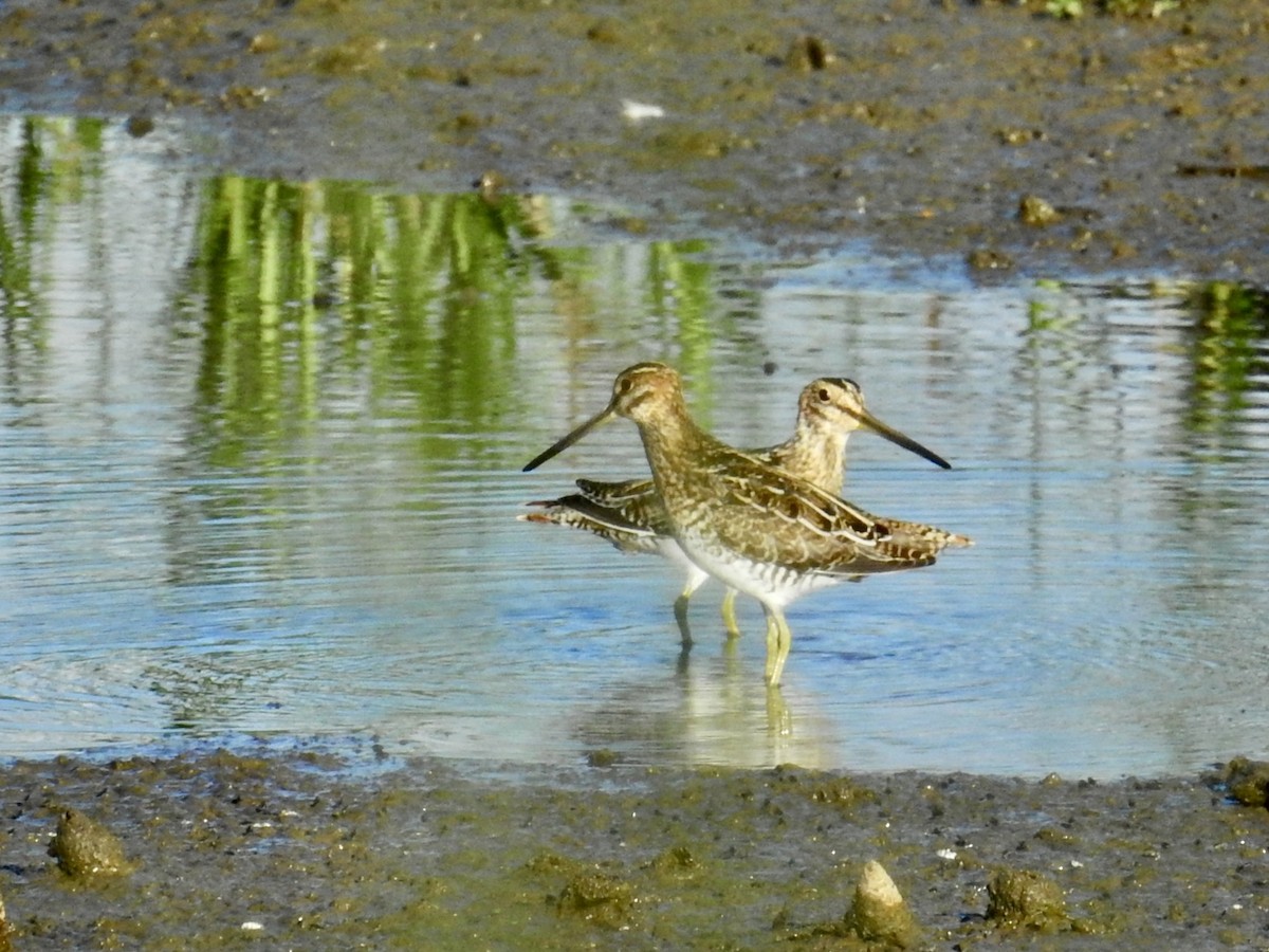 bekasina severoamerická - ML646277722