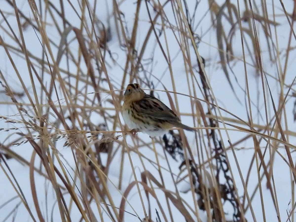 Leconteammer - ML646277723