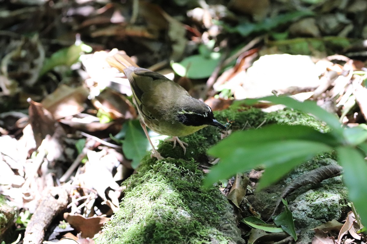 Yellow-throated Scrubwren - ML646277726