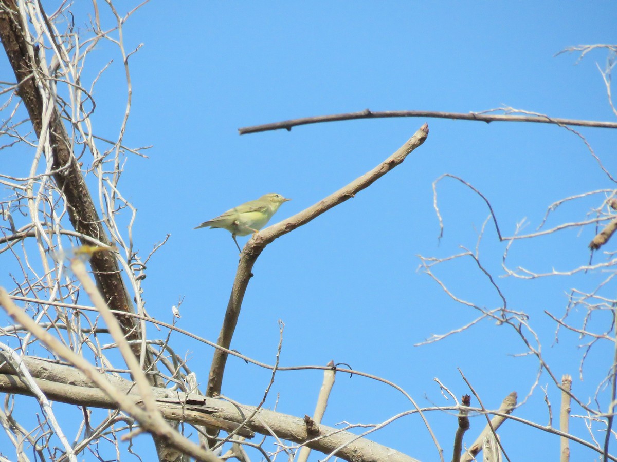 Willow Warbler - ML646277727