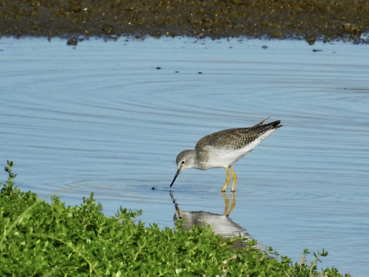 vodouš žlutonohý - ML646277737