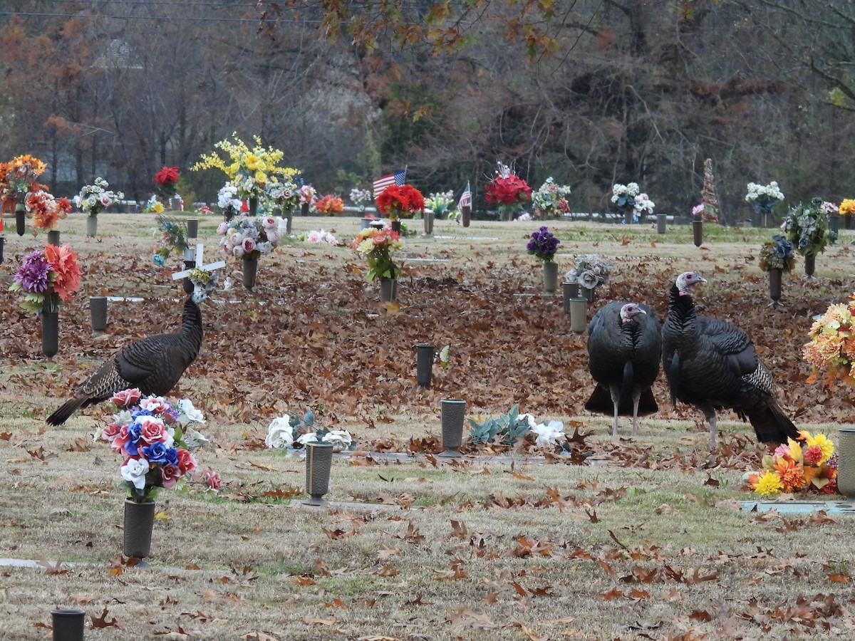 Wild Turkey - ML646277744