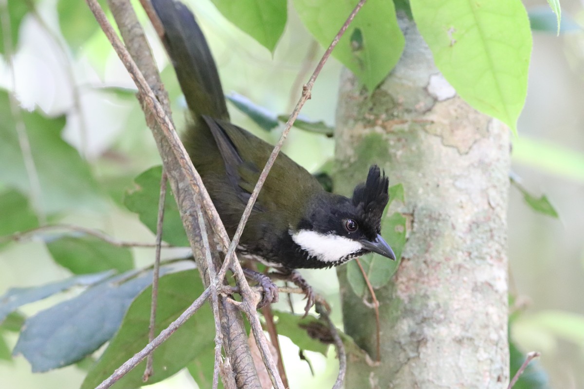 Eastern Whipbird - ML646277746