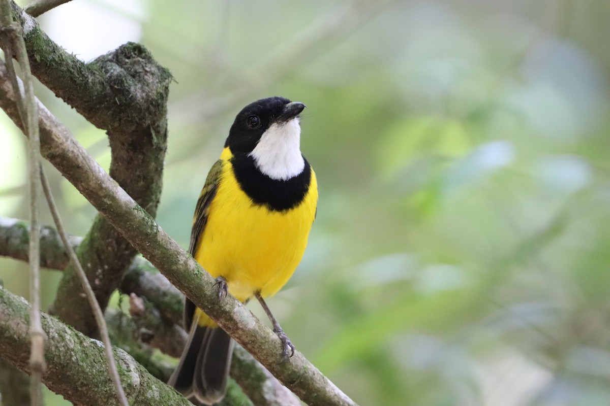 Golden Whistler - ML646277750