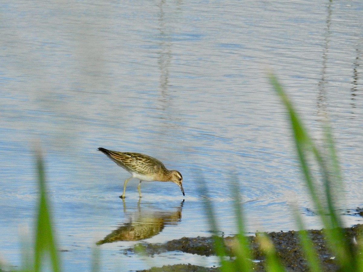 jespák klínoocasý - ML646277752