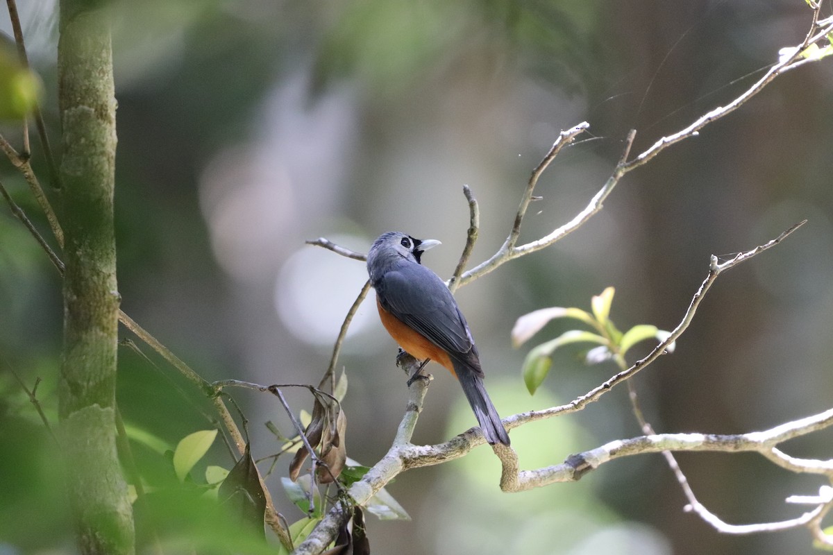 Black-faced Monarch - ML646277756
