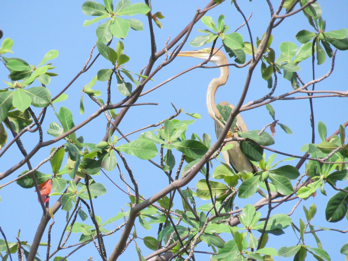 Purple Heron - ML646277757