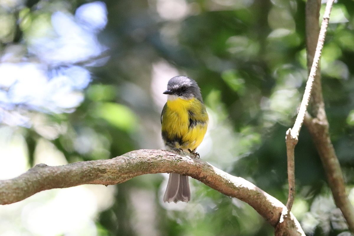 Eastern Yellow Robin - ML646277759