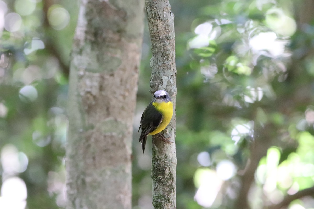 Eastern Yellow Robin - ML646277762
