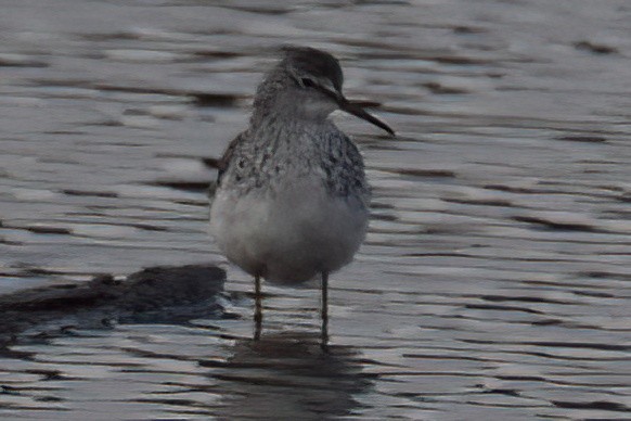 Greater Yellowlegs - ML646277766