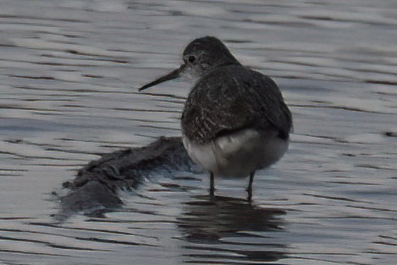 Greater Yellowlegs - ML646277767
