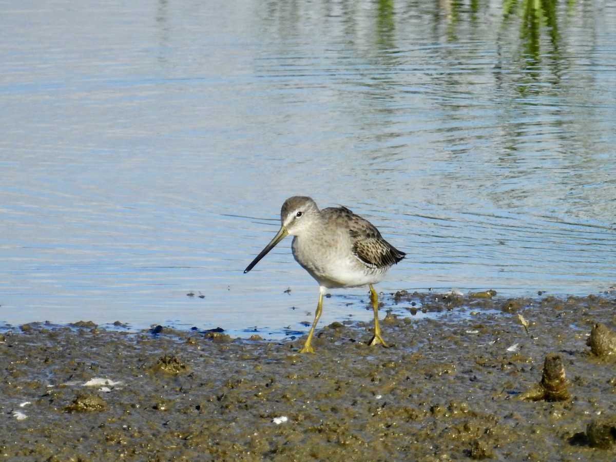 slukovec dlouhozobý - ML646277768