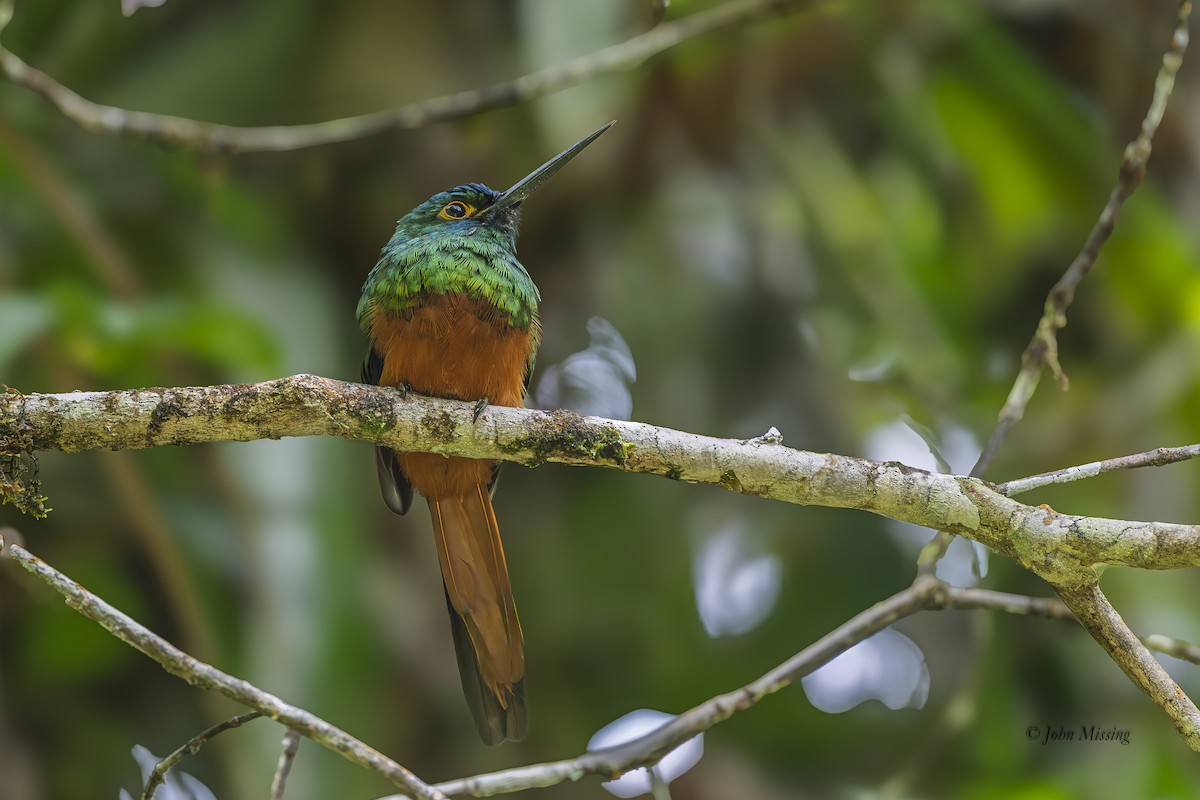 Coppery-chested Jacamar - ML646277769