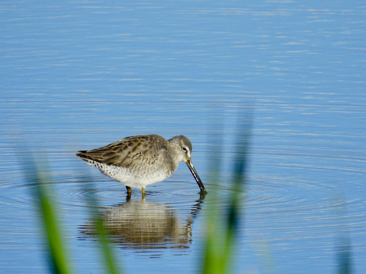 חרטומנית ארוכת-מקור - ML646277772