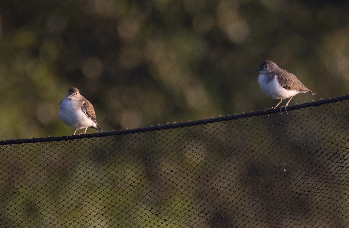 ביצנית לבנת-בטן - ML646277773