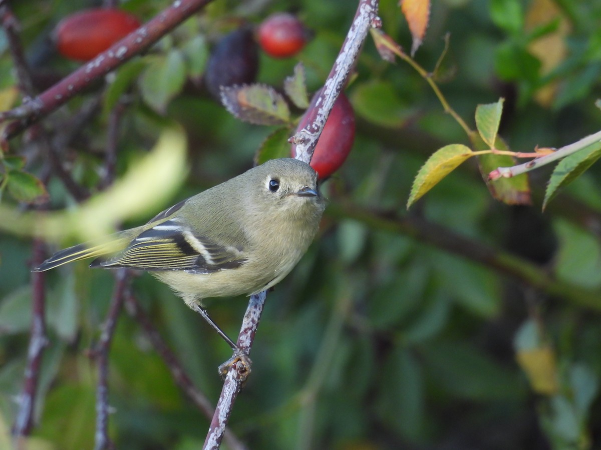 מלכילון אמריקני - ML646277774