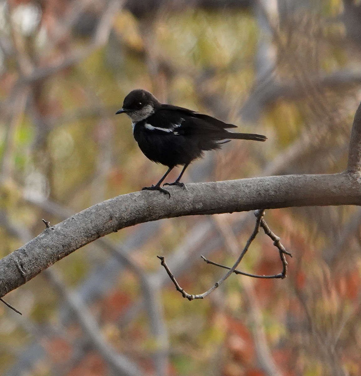 Arnot's Chat - ML646277775