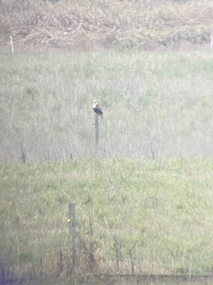 עקב מכנסיים - ML646277776