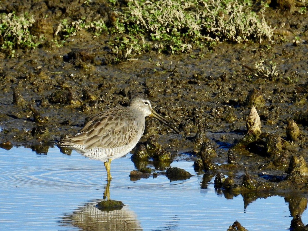 חרטומנית ארוכת-מקור - ML646277777