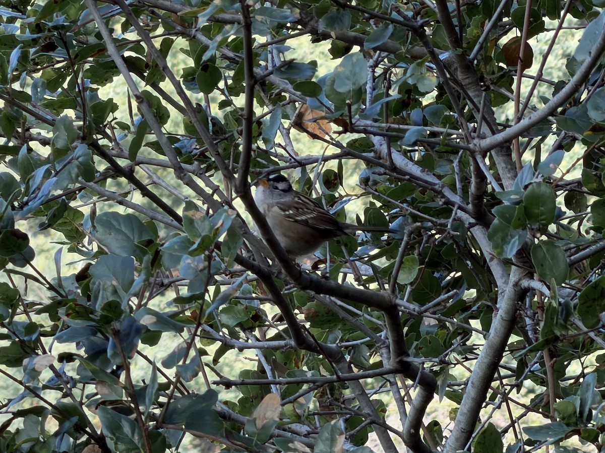 גיבתונית לבנת-כיפה - ML646277778