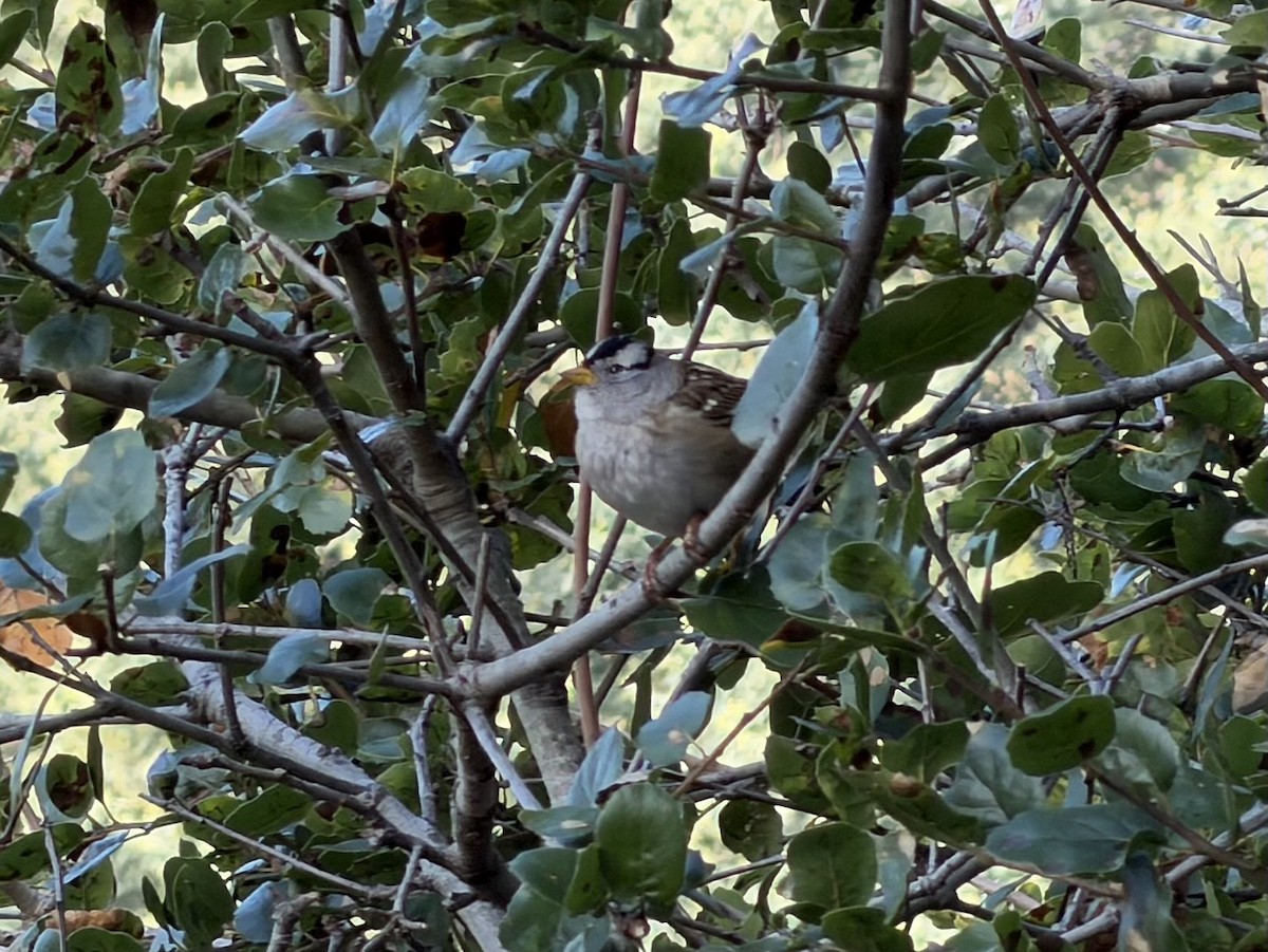 גיבתונית לבנת-כיפה - ML646277779