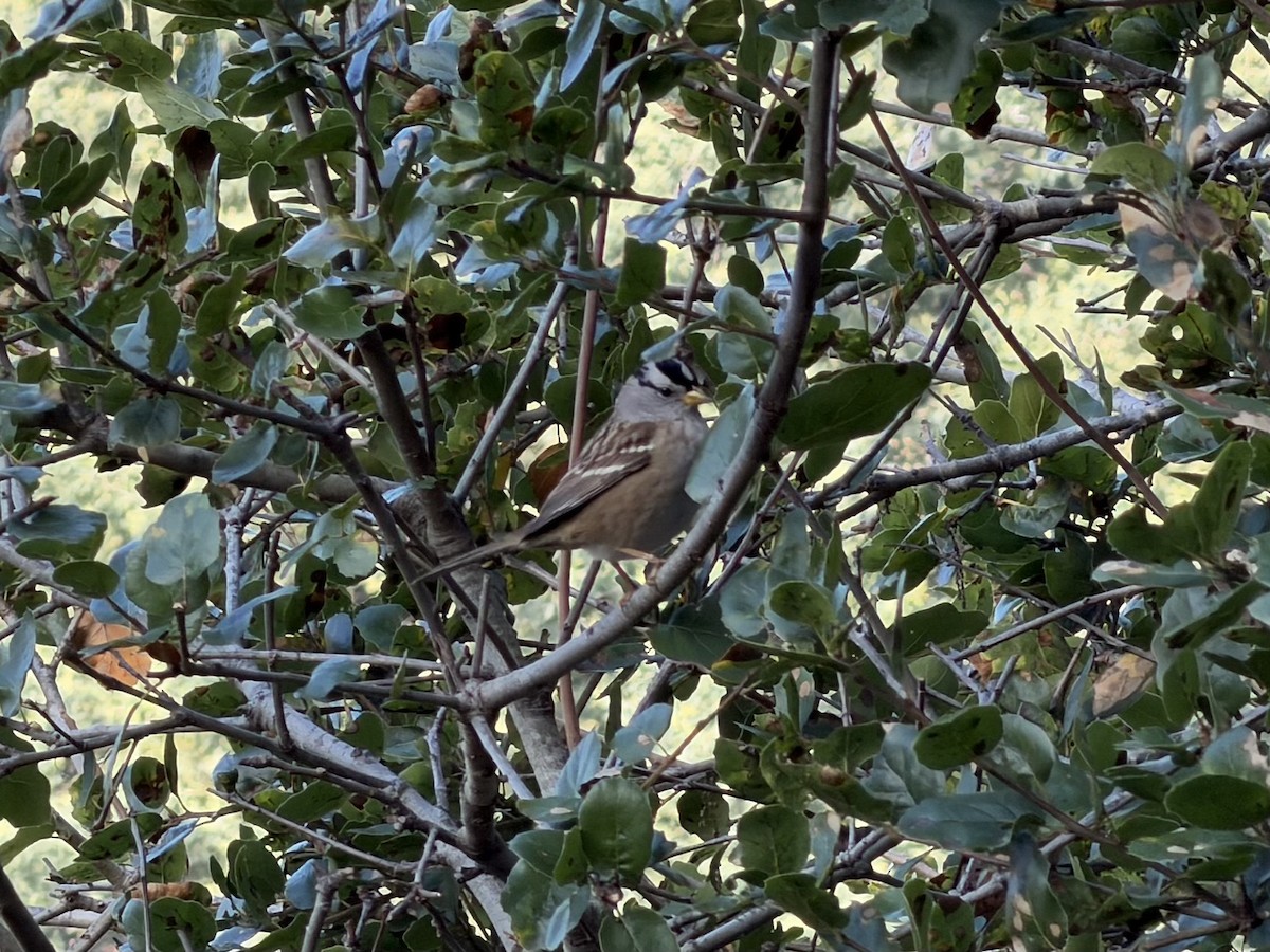 גיבתונית לבנת-כיפה - ML646277780