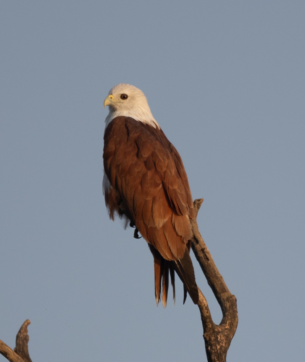 Brahminy Kite - ML646277781