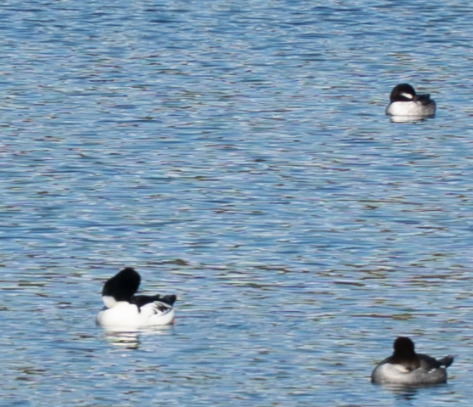 עבראש לבנוני - ML646277782