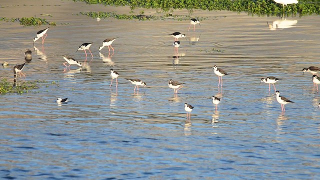 Black-necked Stilt - ML646277783