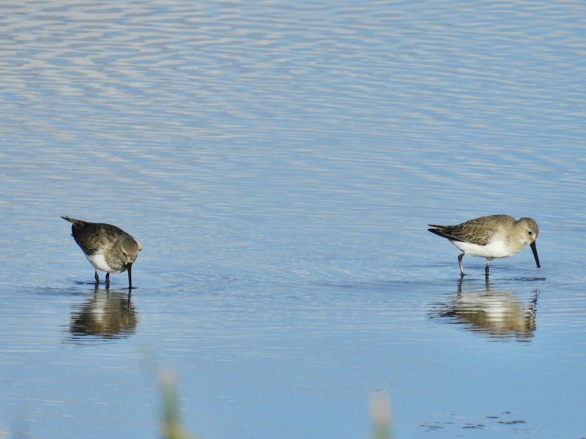 jespák obecný - ML646277784