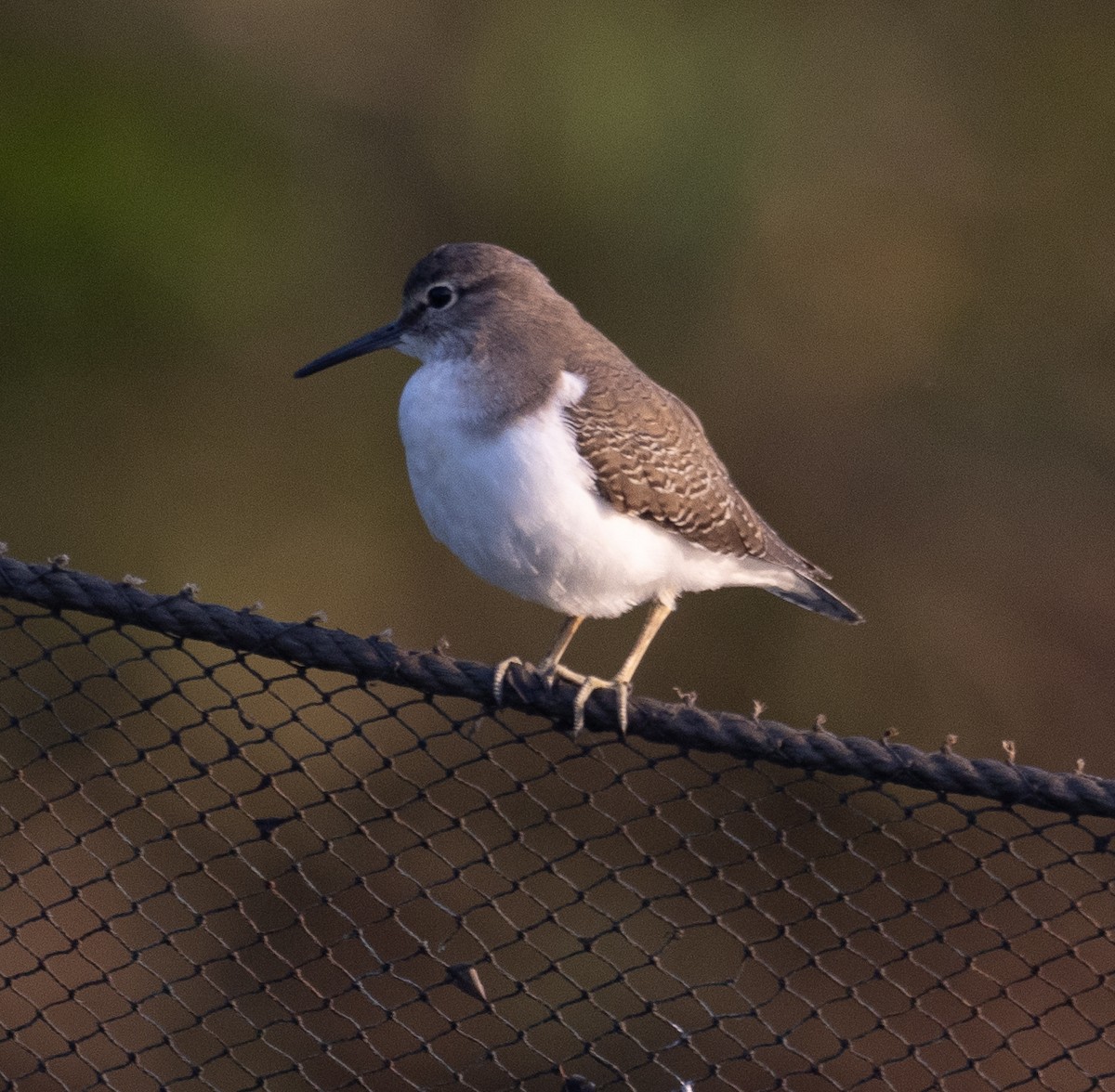 ביצנית לבנת-בטן - ML646277785