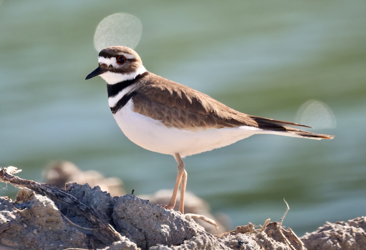 חופמי כפול-צווארון - ML646277787